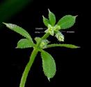 Galium aparine